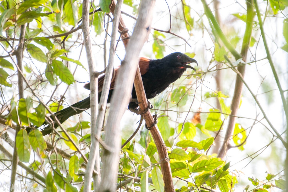 Greater Coucal - ML150267381