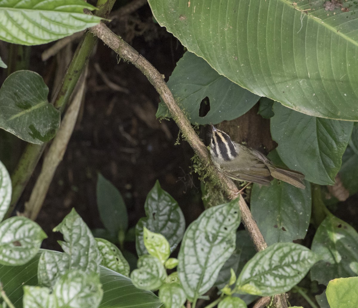 Costa Rican Warbler - ML150267541