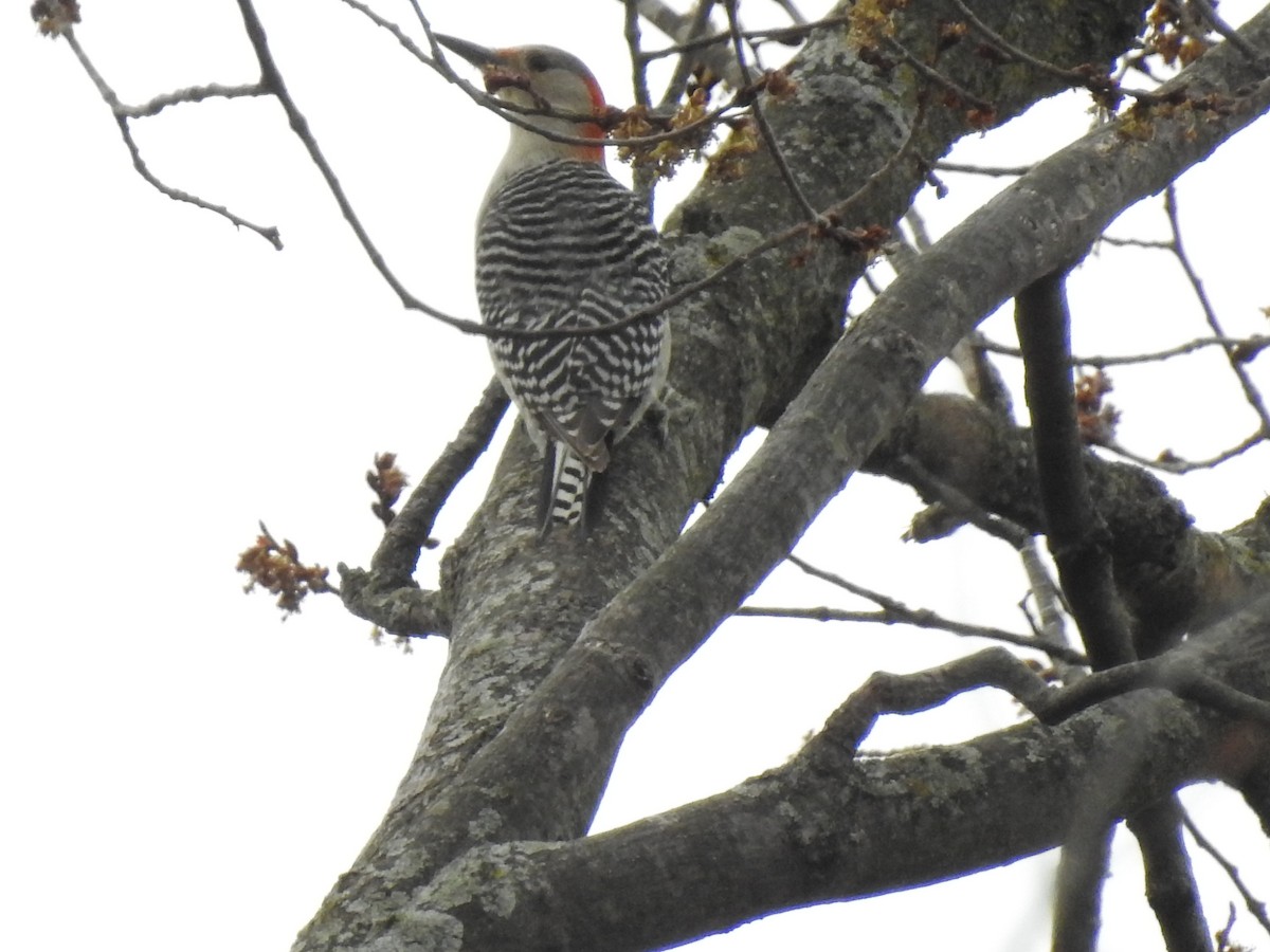 Red-bellied Woodpecker - Ron Marek