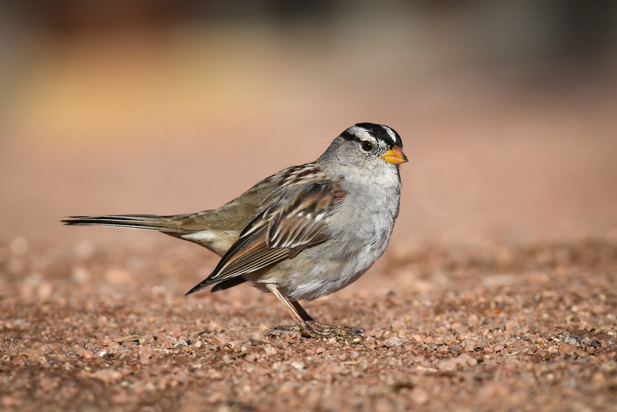 White-crowned Sparrow - ML150269731