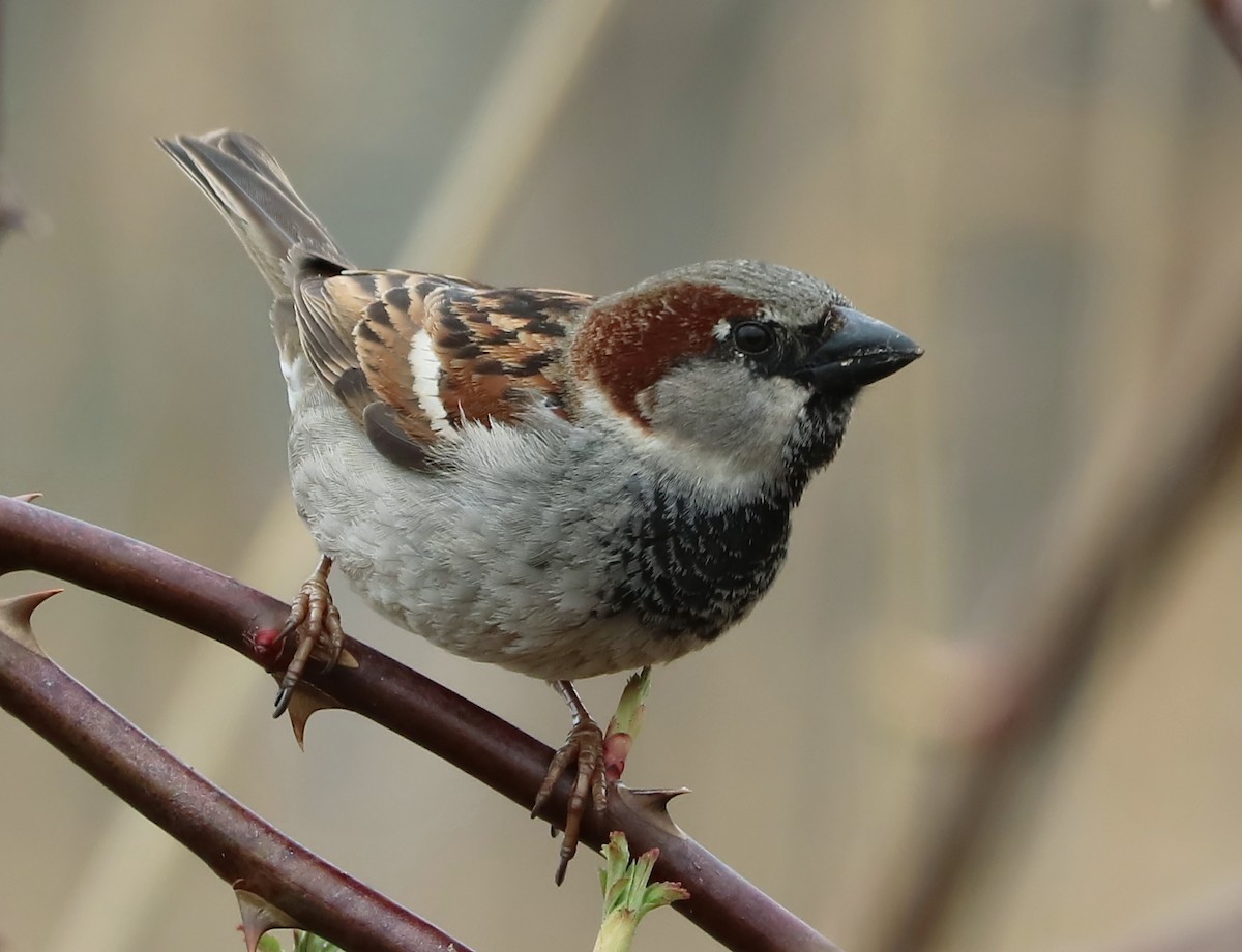 House Sparrow - Brenda Bull