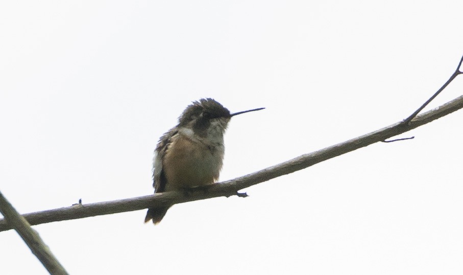 Scintillant Hummingbird - Caleb Putnam