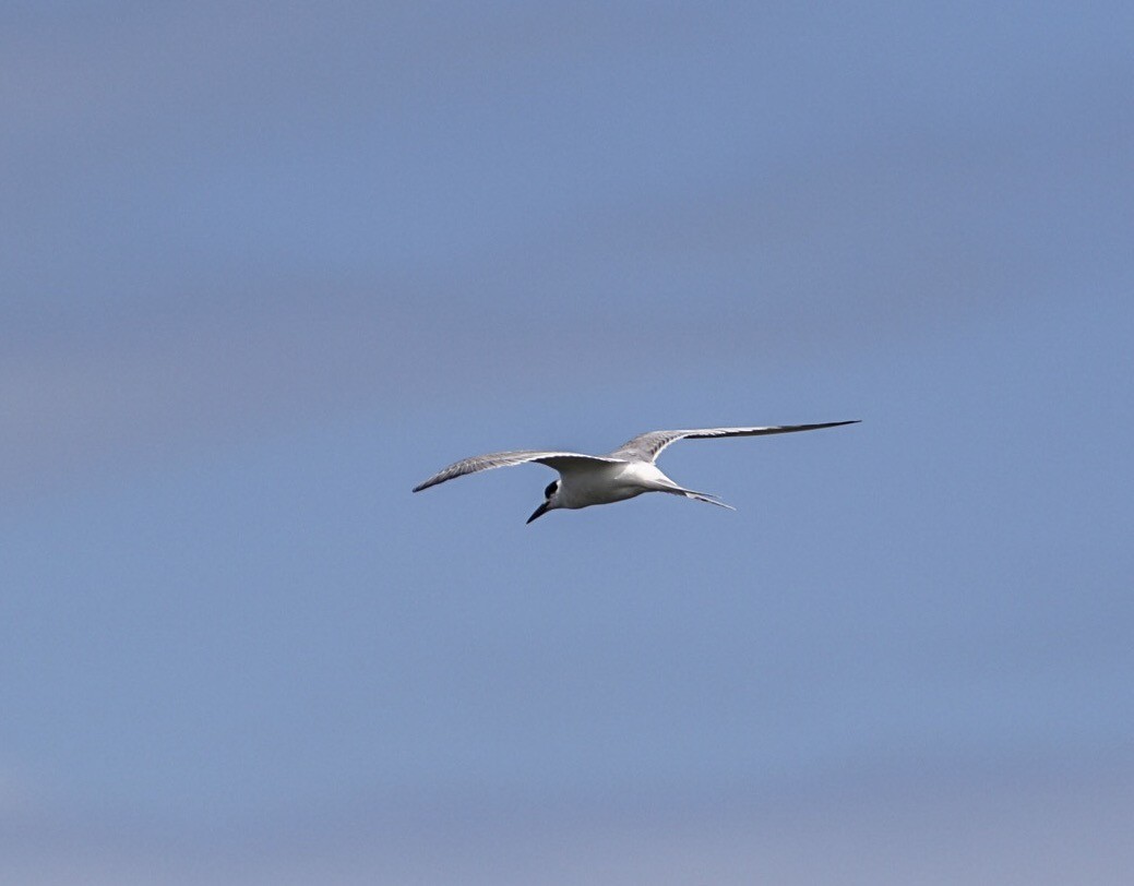 Forster's Tern - Cathy Cottrell