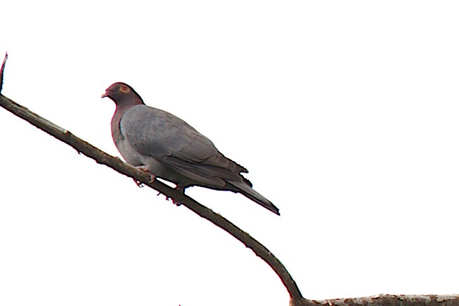 Scaly-naped Pigeon - George Ross