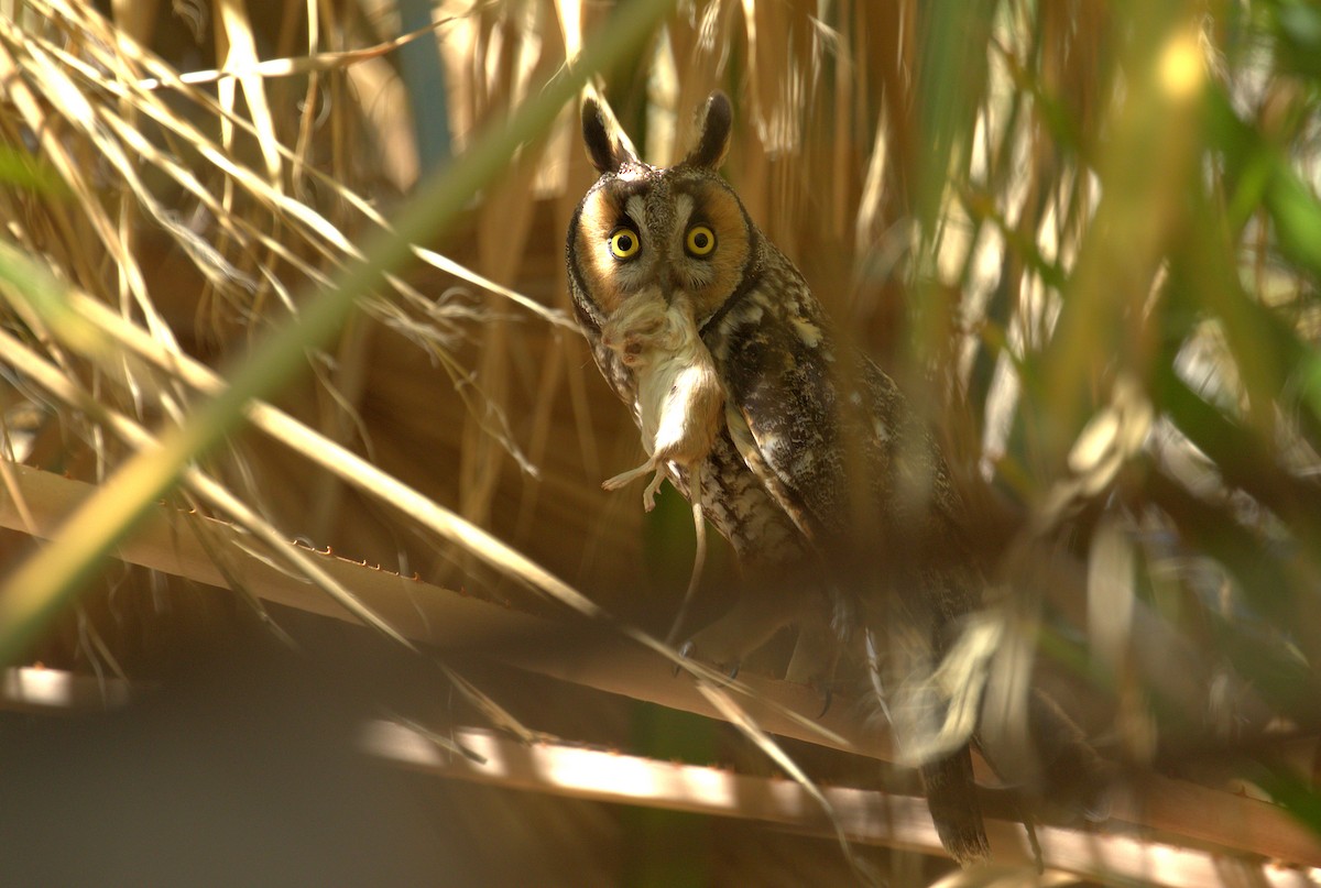 Long-eared Owl (American) - Curtis Marantz