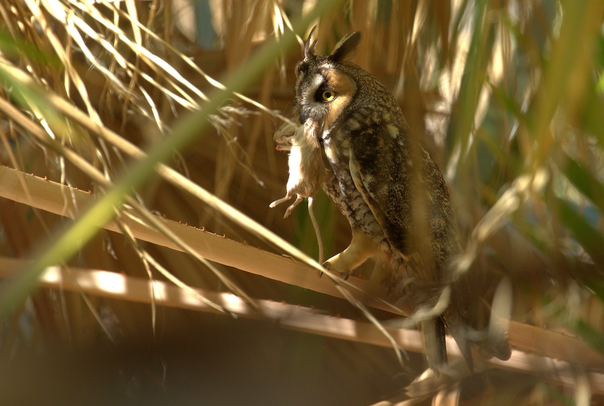 Long-eared Owl (American) - Curtis Marantz