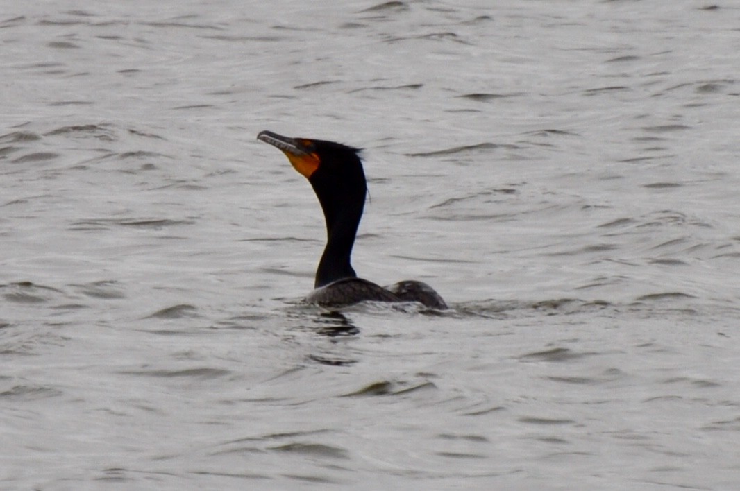 Double-crested Cormorant - James Irvin