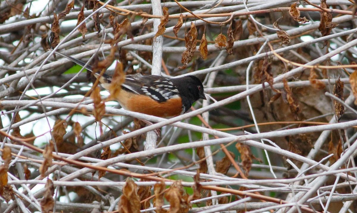 Spotted Towhee - Mark Berney