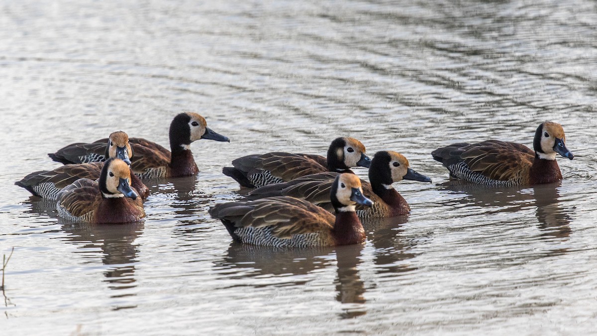 White-faced Whistling-Duck - Jack Winterbottom