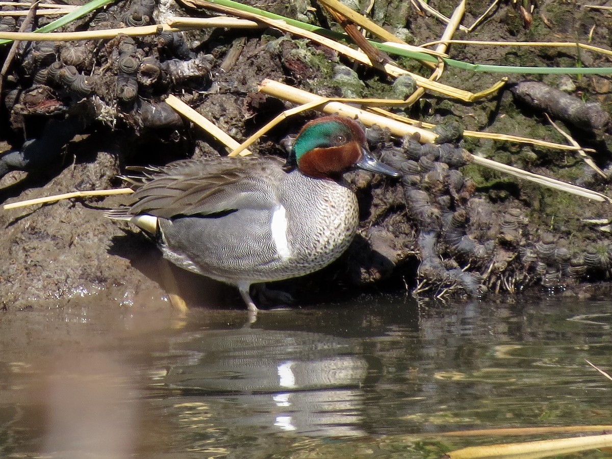Green-winged Teal - ML150284081
