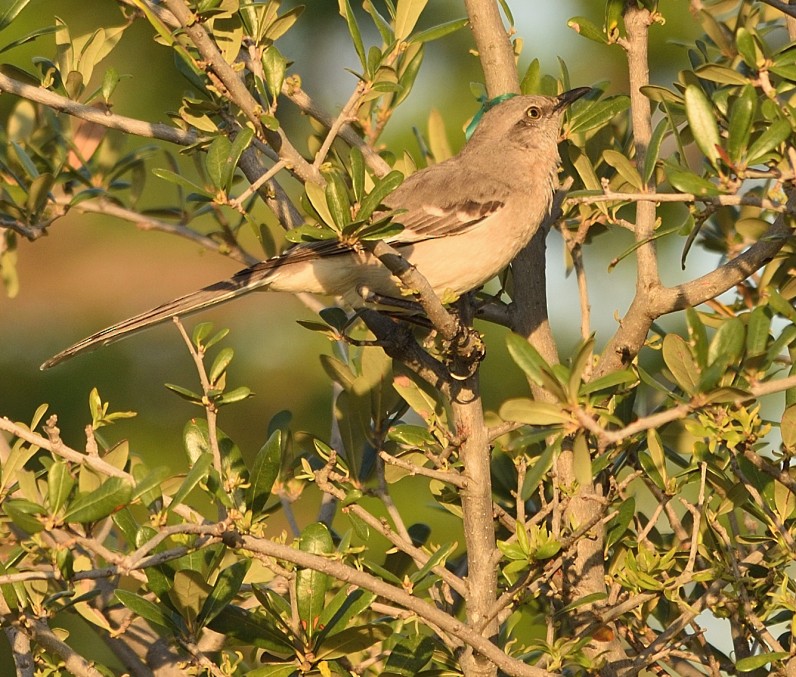 Northern Mockingbird - Arun Prabhu