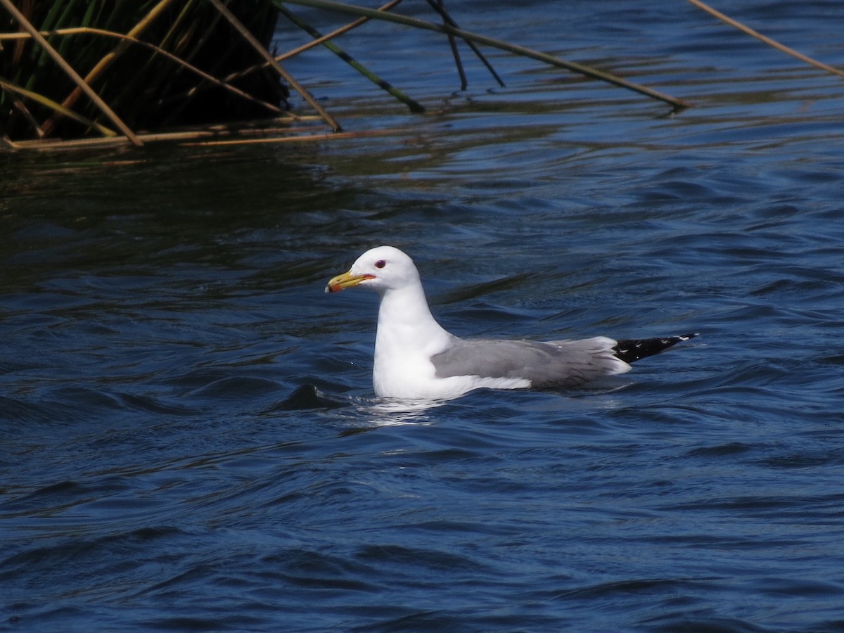 California Gull - Alane Gray
