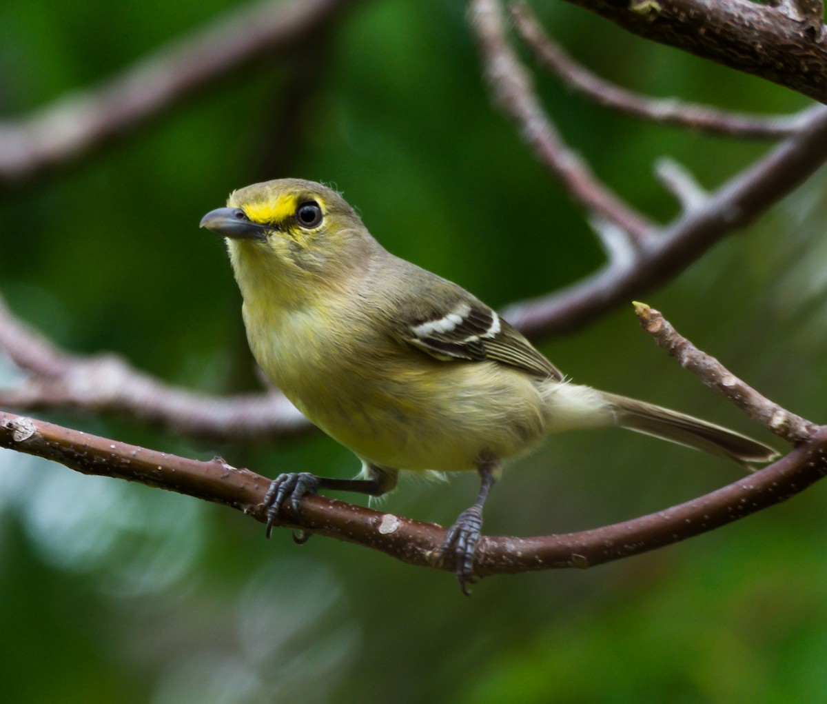 Thick-billed Vireo - ML150286891