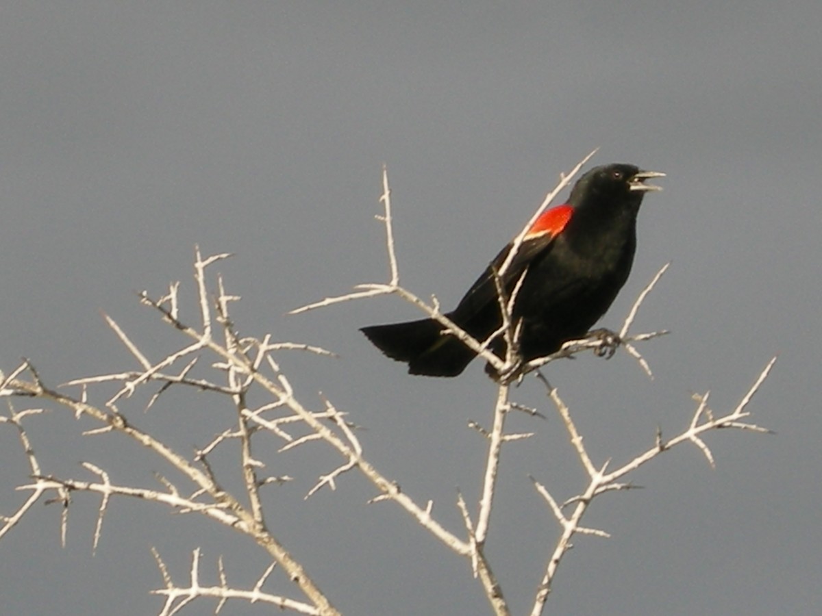 Red-winged Blackbird - Kevin Glueckert