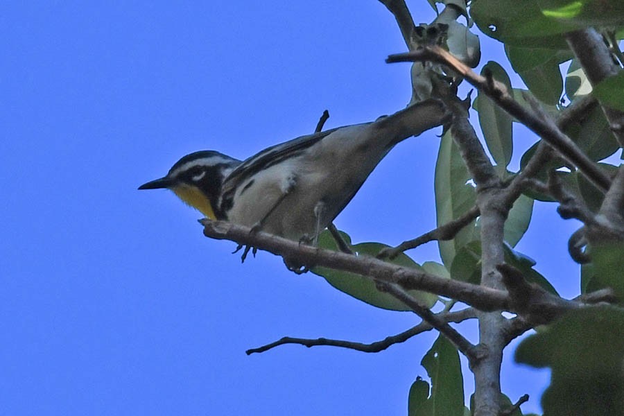 Yellow-throated Warbler - Troy Hibbitts