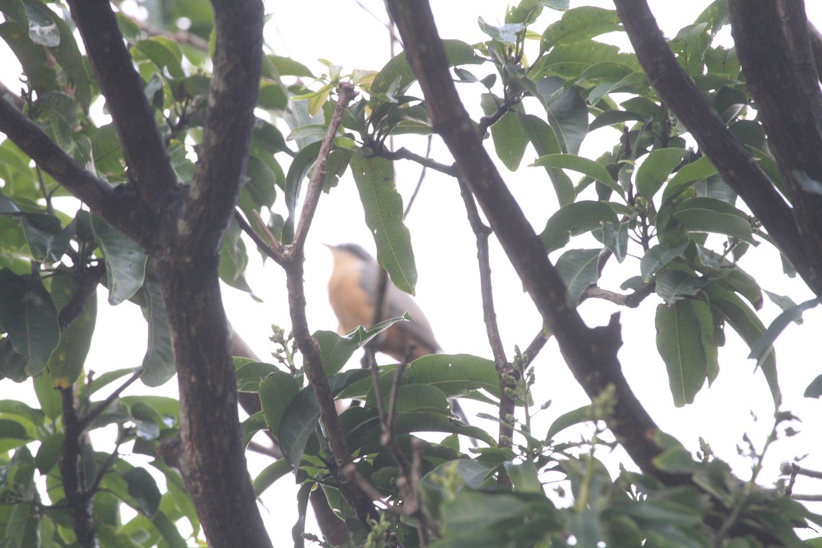 Mangrove Cuckoo - ML150295661