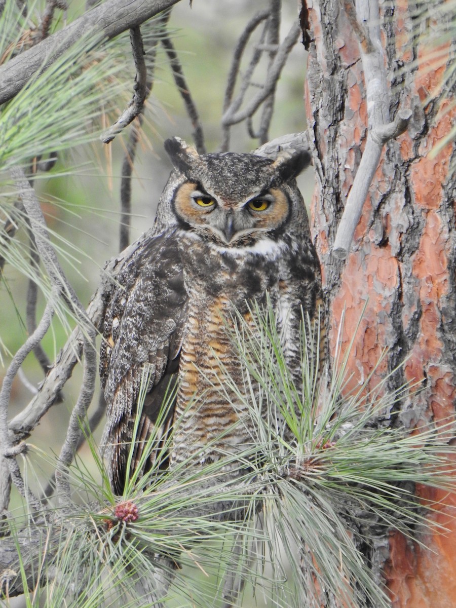 Great Horned Owl - Kalin Ocaña