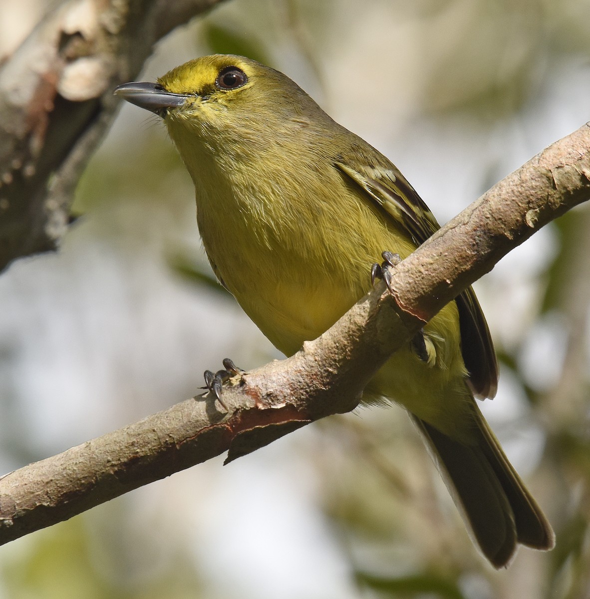 Thick-billed Vireo - ML150299851