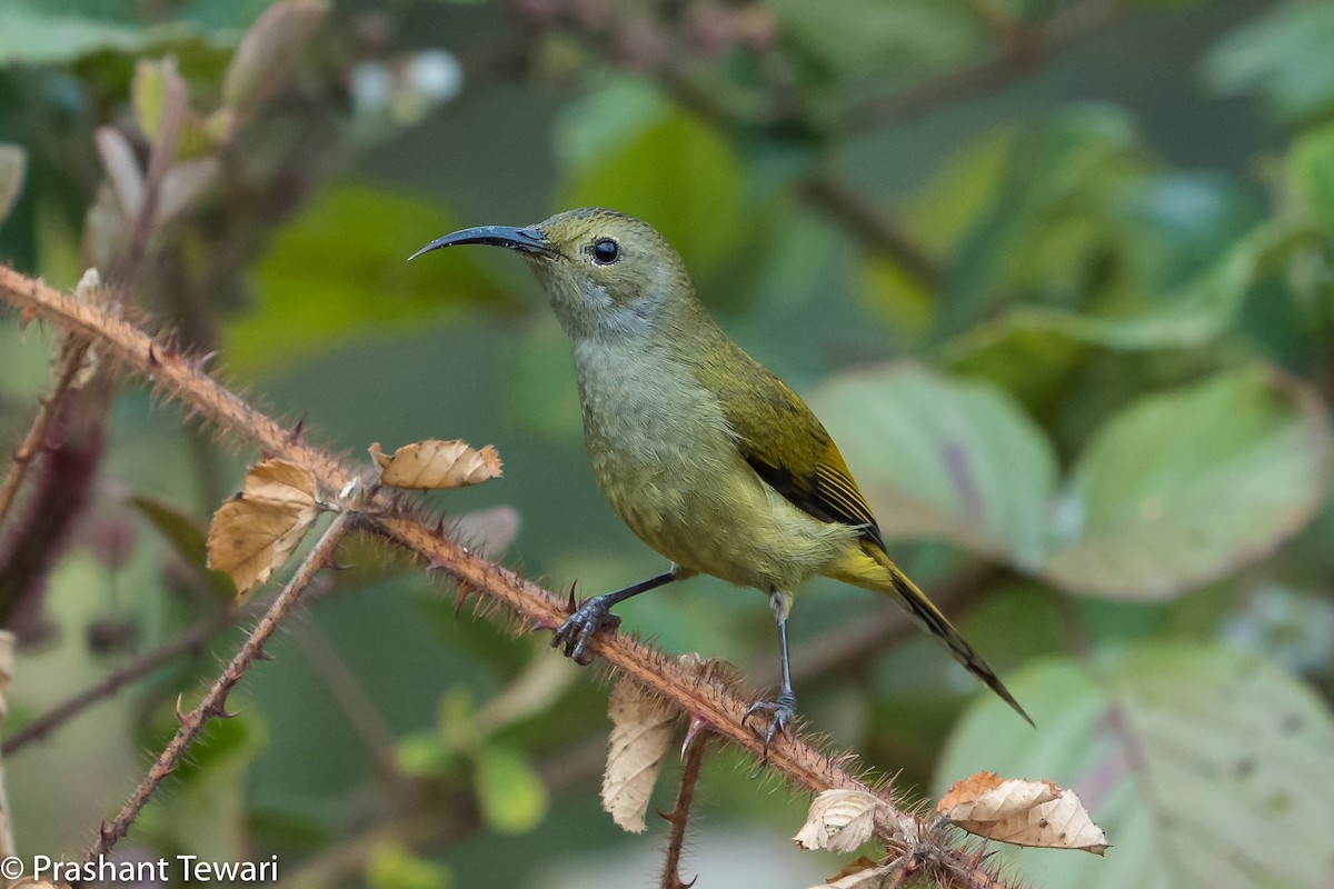 Green-tailed Sunbird - ML150301961