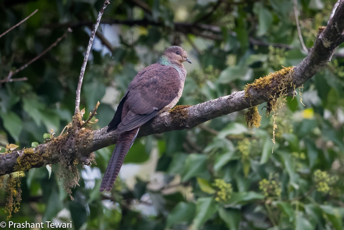 Barred Cuckoo-Dove - Prashant Tewari