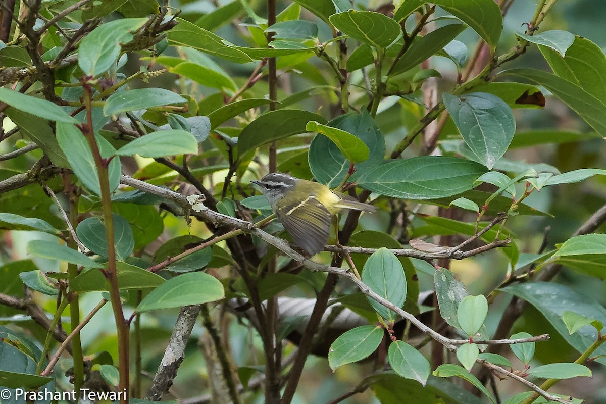 Ashy-throated Warbler - Prashant Tewari