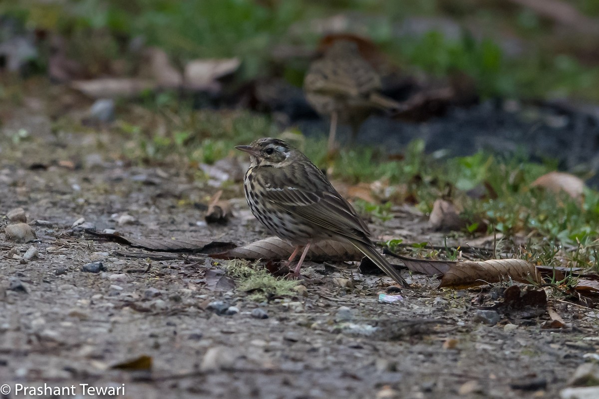 Olive-backed Pipit - ML150303761