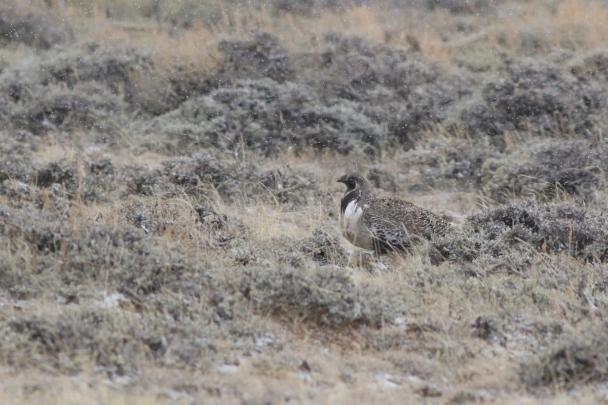 Greater Sage-Grouse - ML150304701