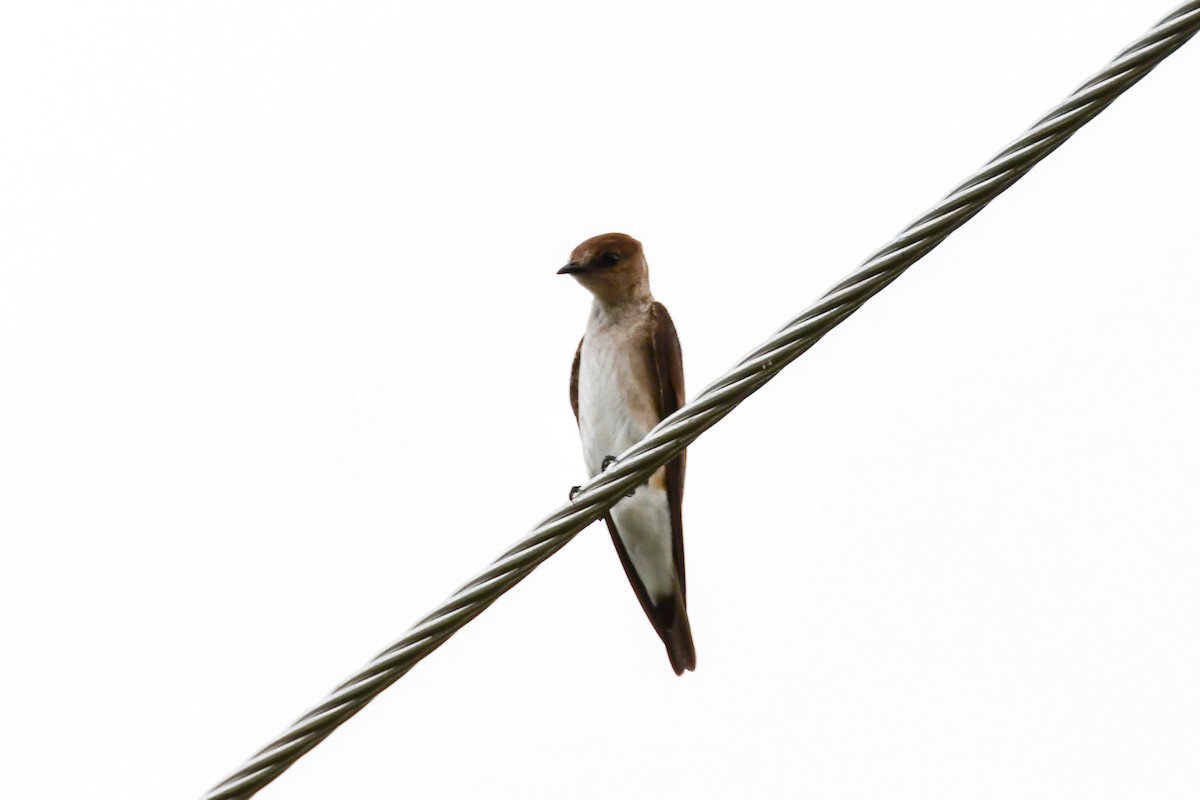 Northern Rough-winged Swallow - ML150304721