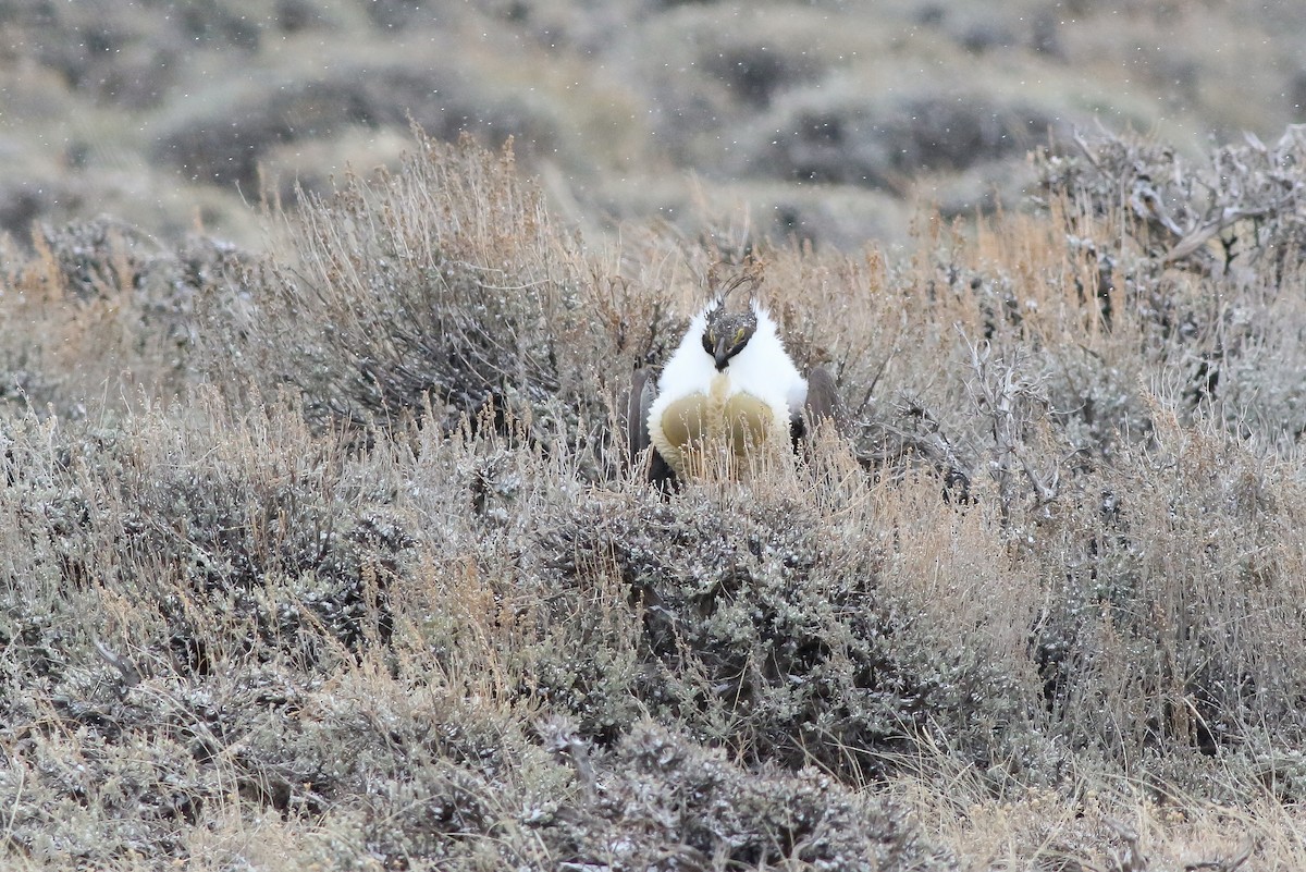 Greater Sage-Grouse - ML150304741