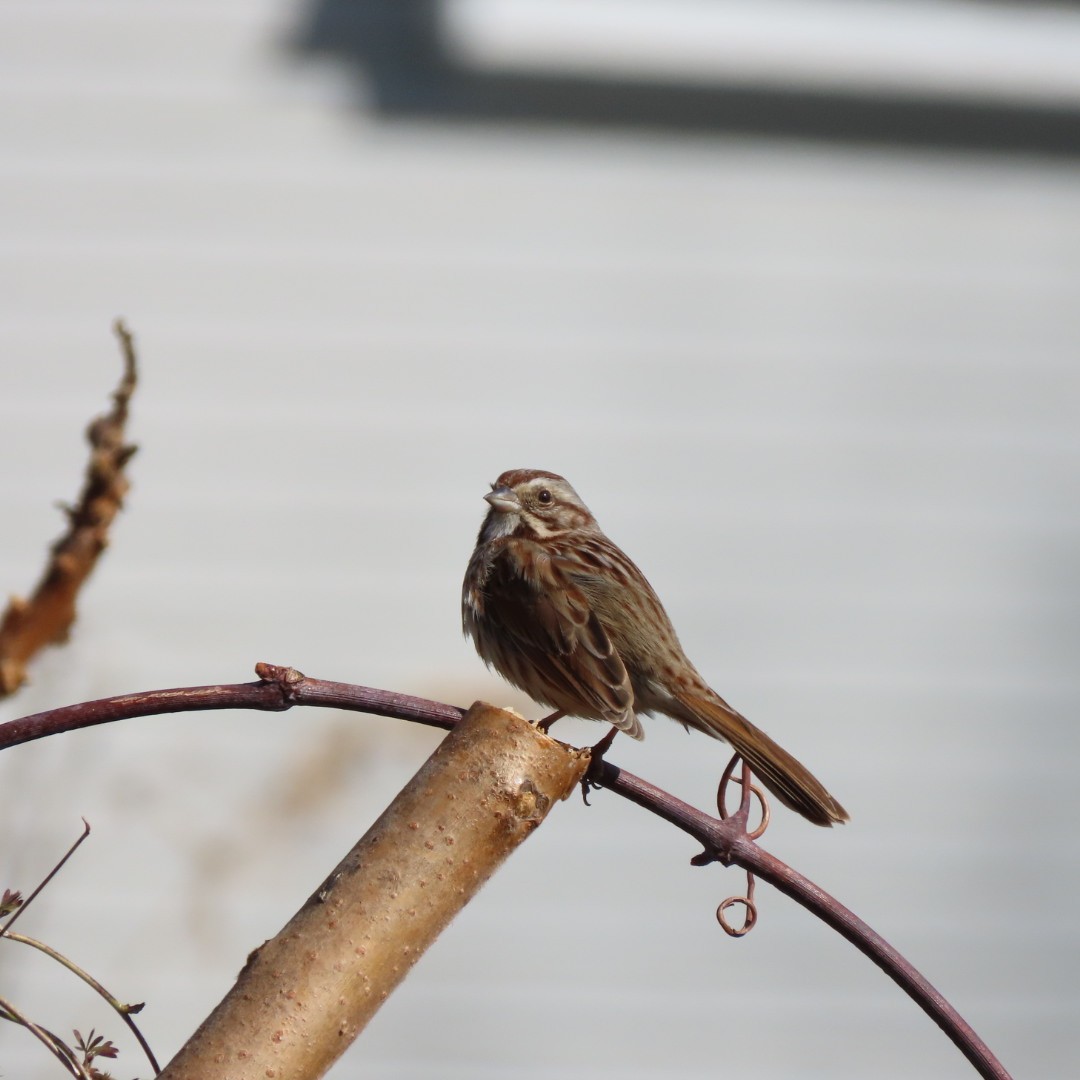 Song Sparrow - Laurie Reynolds