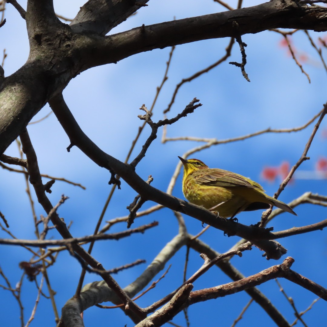 Palm Warbler - Laurie Reynolds