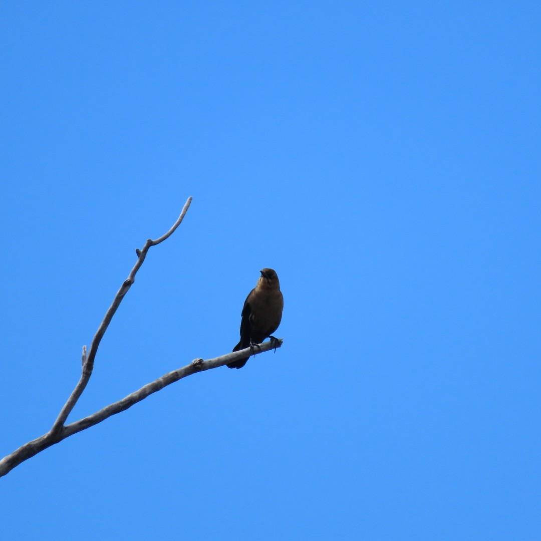 Boat-tailed Grackle - ML150305741
