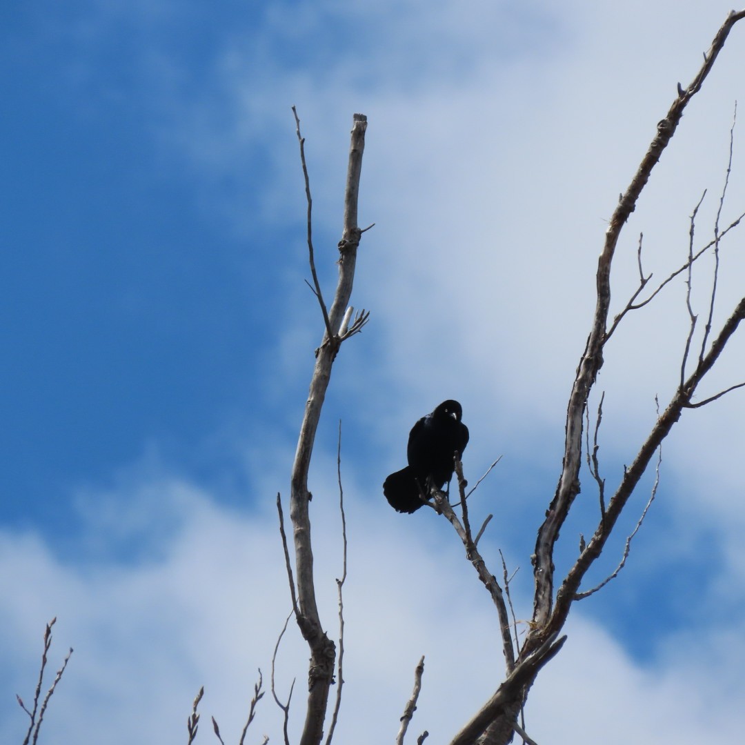 Boat-tailed Grackle - ML150305751
