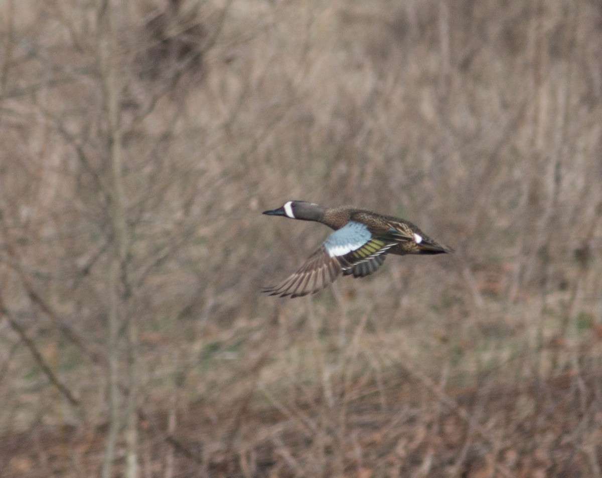 Blue-winged Teal - ML150306251