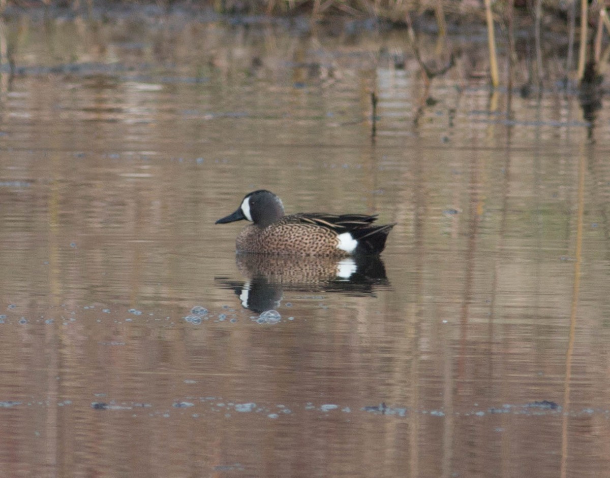 Blue-winged Teal - ML150306261