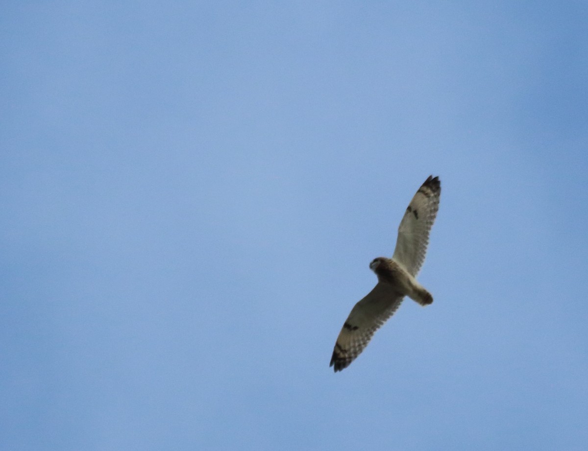Short-eared Owl - ML150306931