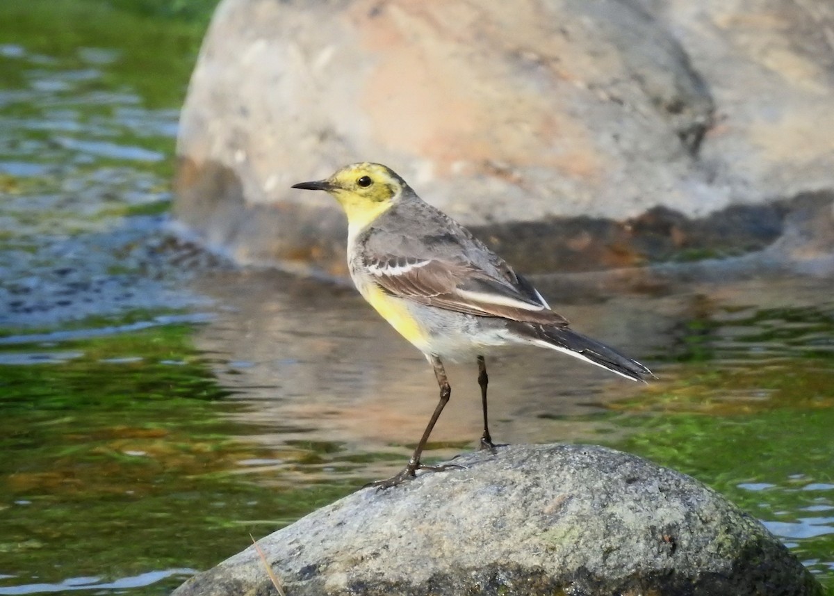 Citrine Wagtail - Mark Smiles