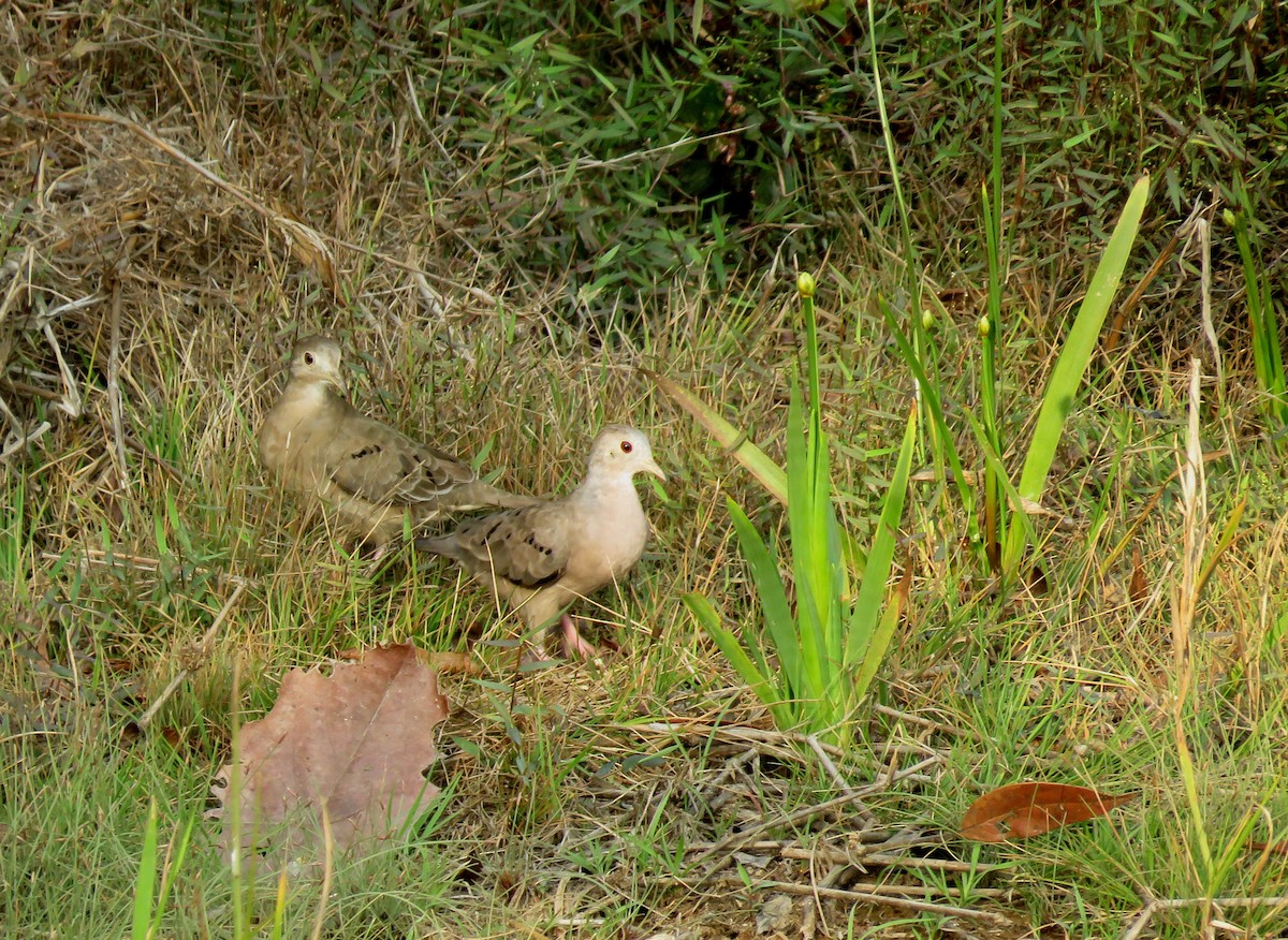 Plain-breasted Ground Dove - ML150308631