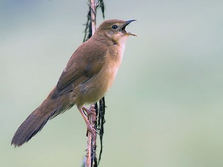  - Broad-tailed Grassbird