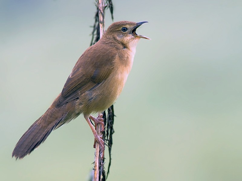 Broad-tailed Grassbird - eBird