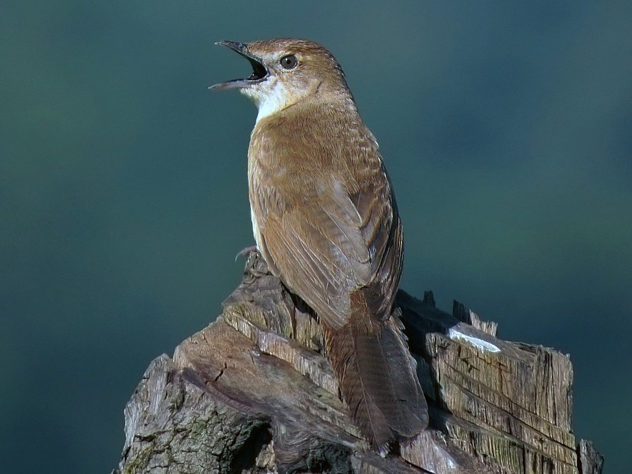 Broad-tailed Grassbird - Sandeep Bapat