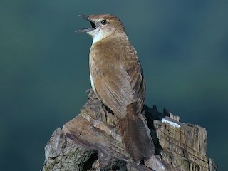  - Broad-tailed Grassbird