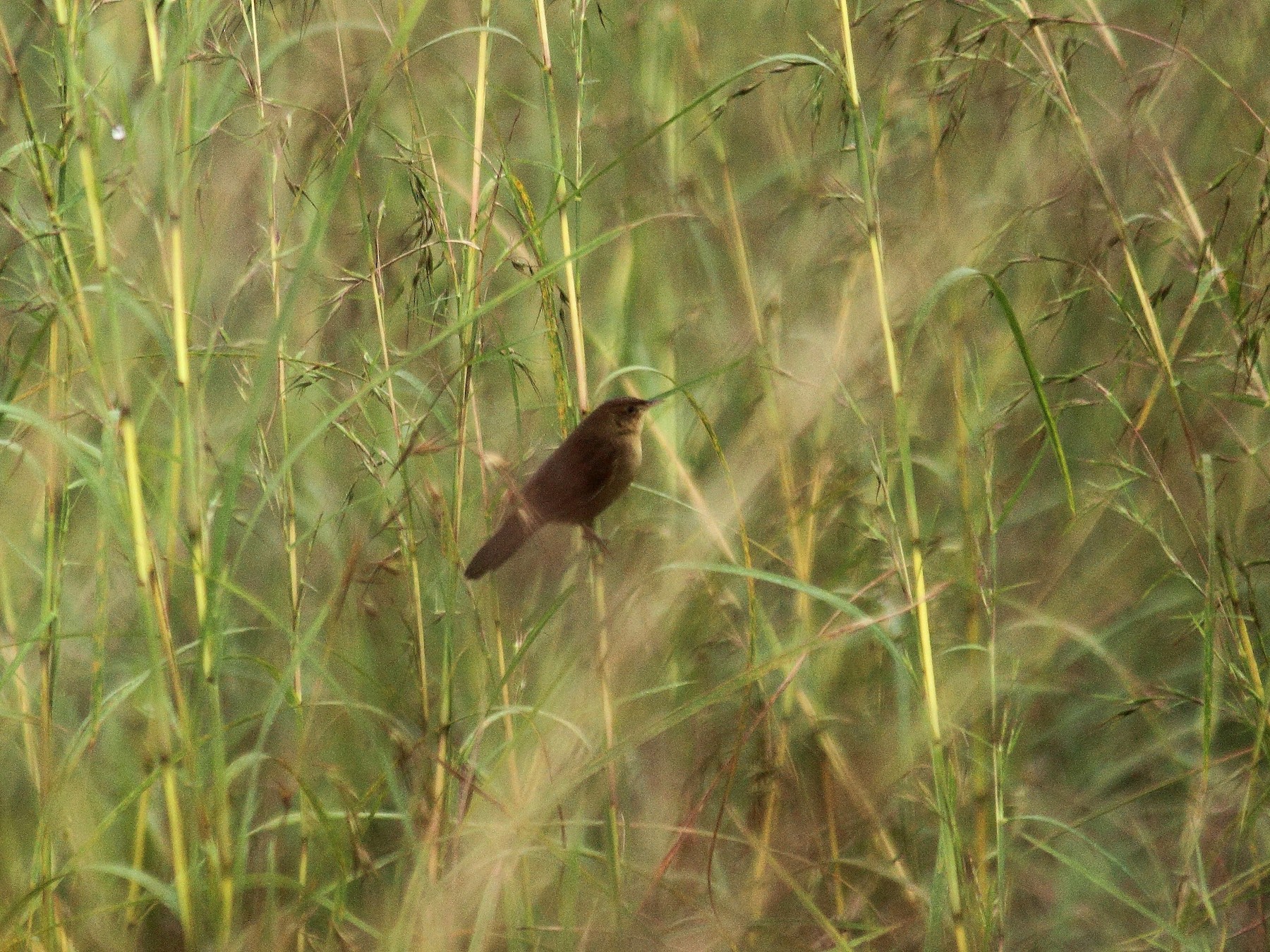 Broad-tailed Grassbird - kuttettan munnar