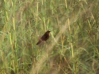  - Broad-tailed Grassbird