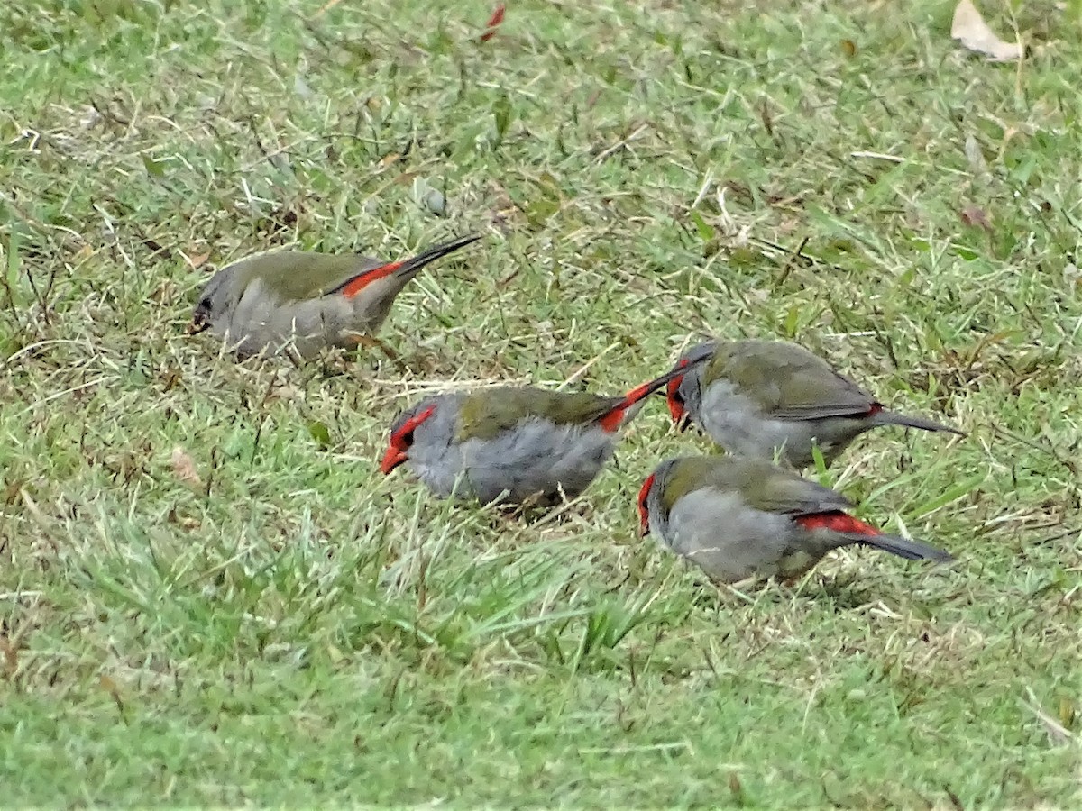 Red-browed Firetail - ML150312461