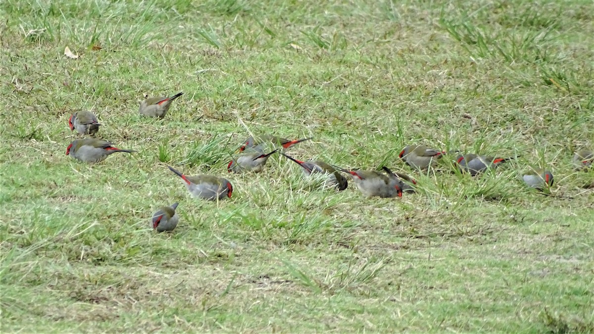 Red-browed Firetail - ML150312511