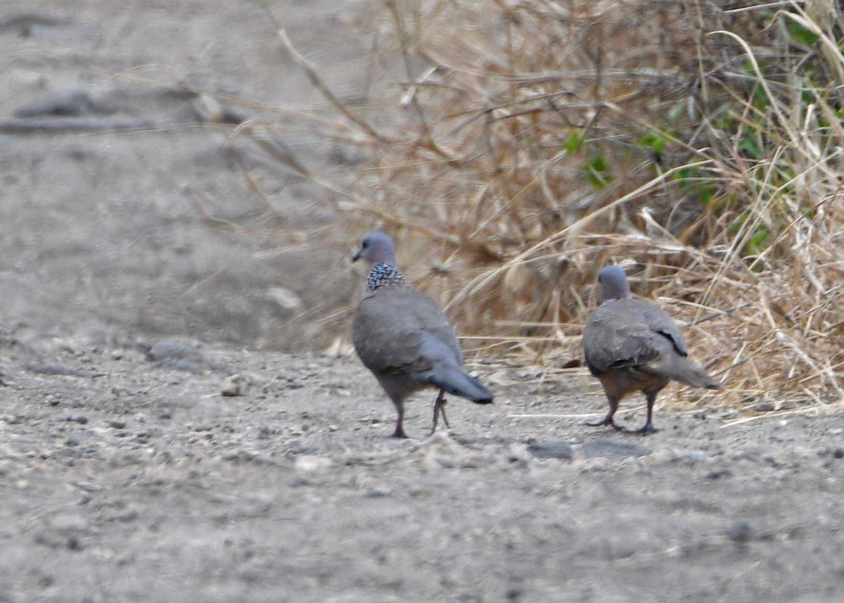 Spotted Dove - ML150312891
