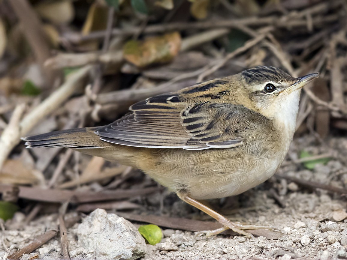 Pallas's Grasshopper Warbler - Helopsaltes certhiola - Birds of the World