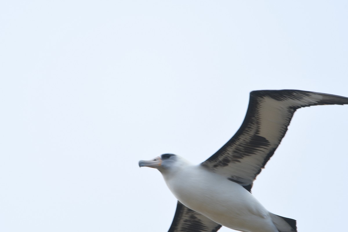 albatros laysanský - ML150313031