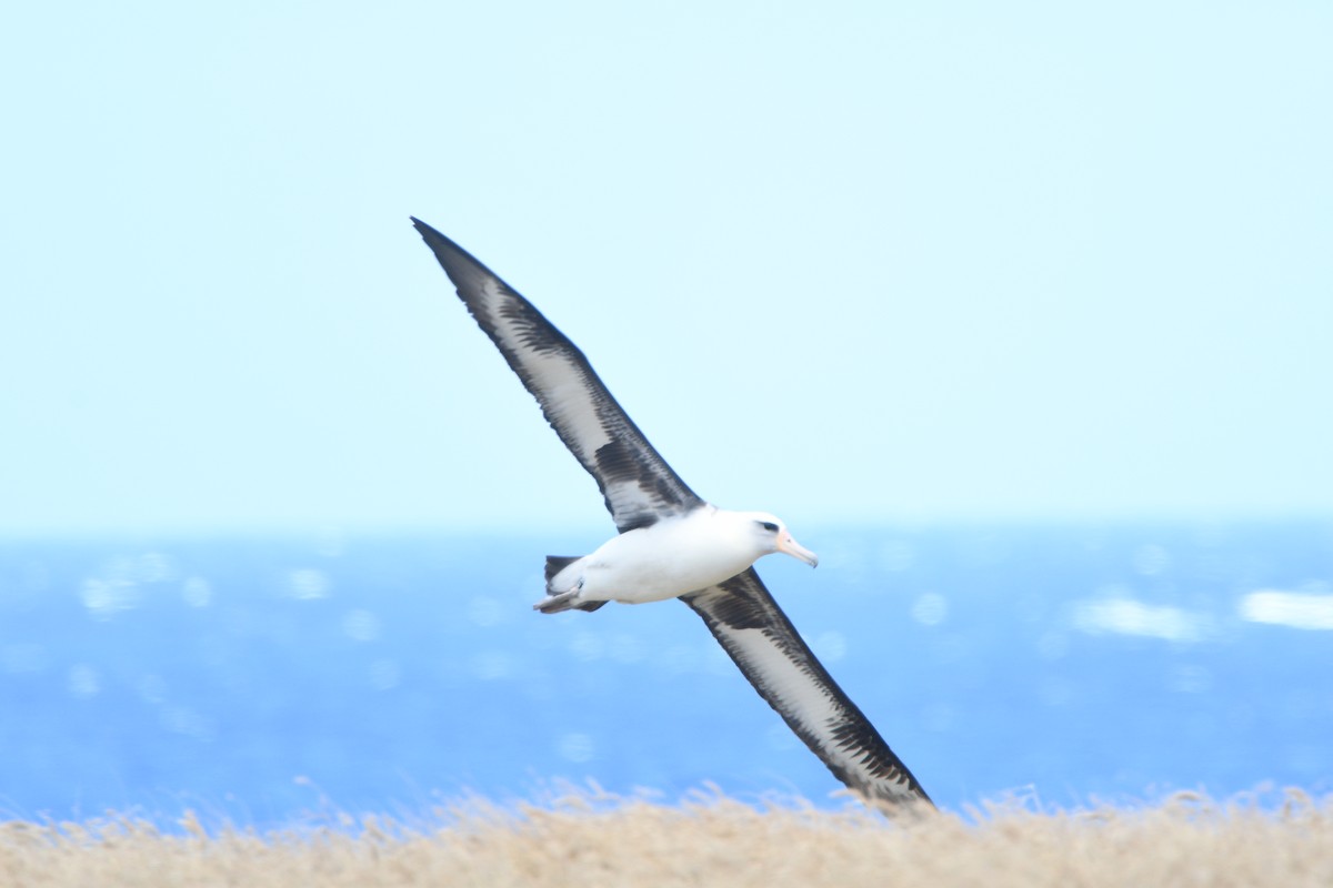 albatros laysanský - ML150313061